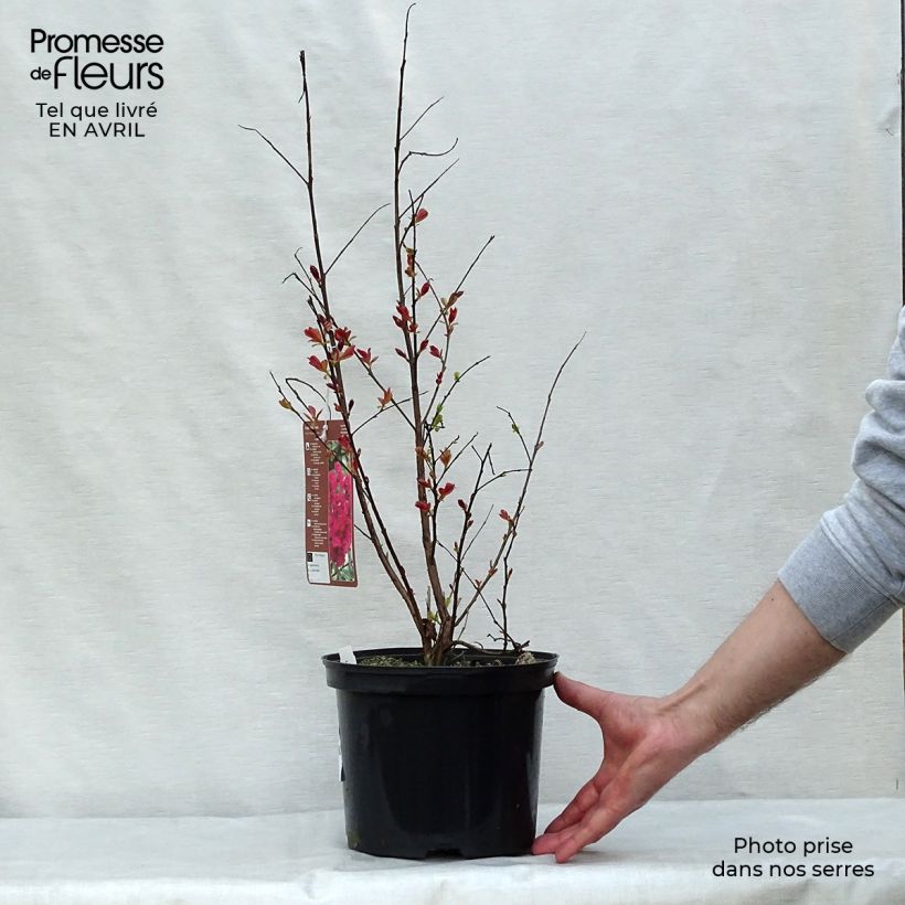 Example of Lagerstroemia indica Rhapsody in PINK - Lilas des Indes Pot de 3L/4L, Buisson, Touffe as you get in printemps