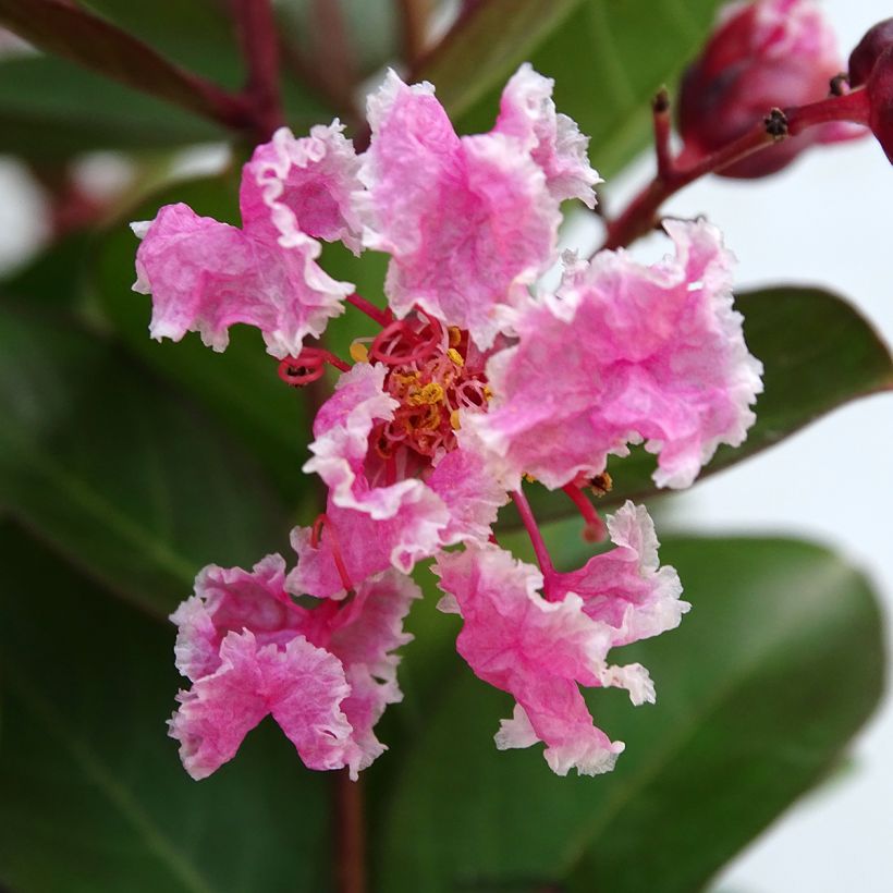 Lagerstroemia indica Berlingot Menthe - Lilas des Indes (Flowering)