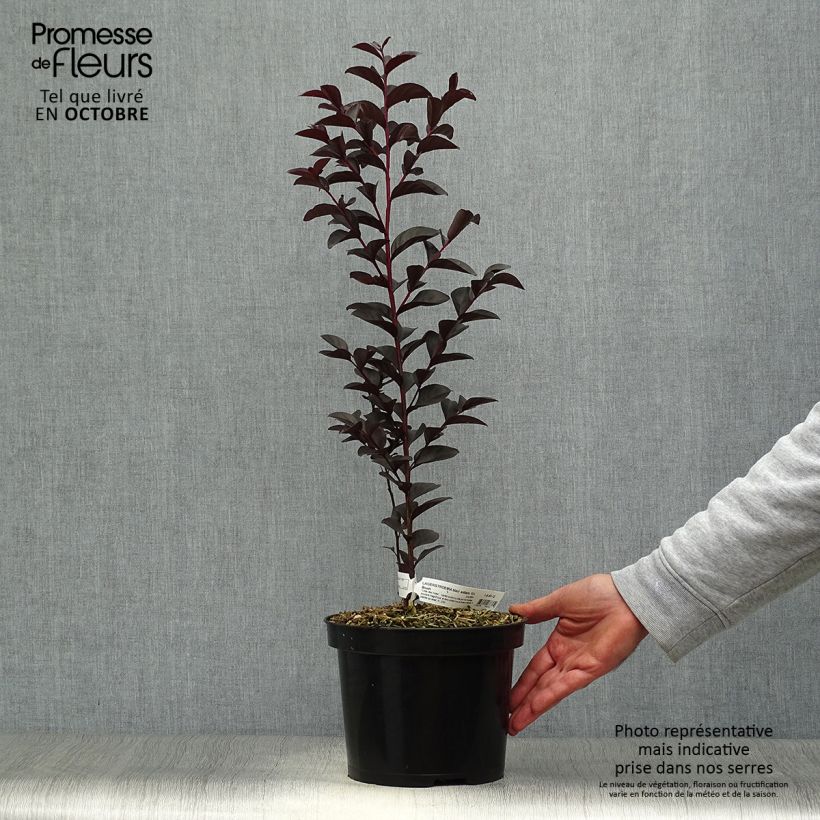 Spécimen de Lagerstroemia indica Black Solitaire® (Black Diamond) Blush - Lilas des Indes Pot de 3L/4L tel que livré en automne