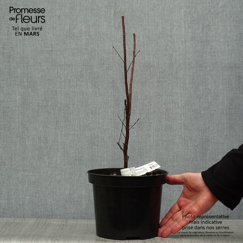 Example of Lagerstroemia indica Black Solitaire® (Black Diamond) Blush - Lilas des Indes Pot de 3L/4L as you get in printemps