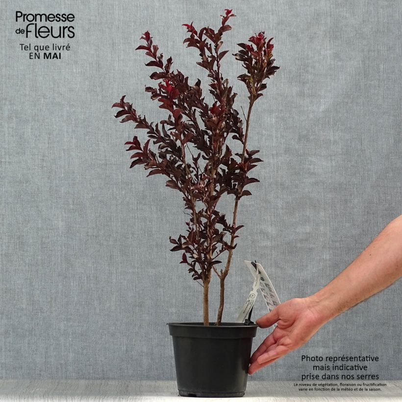 Example of Lagerstroemia indica Black Solitaire (Black Diamond) Purely Purple - Lilas des Indes Pot de 3L/4L, Buisson, Touffe as you get in printemps