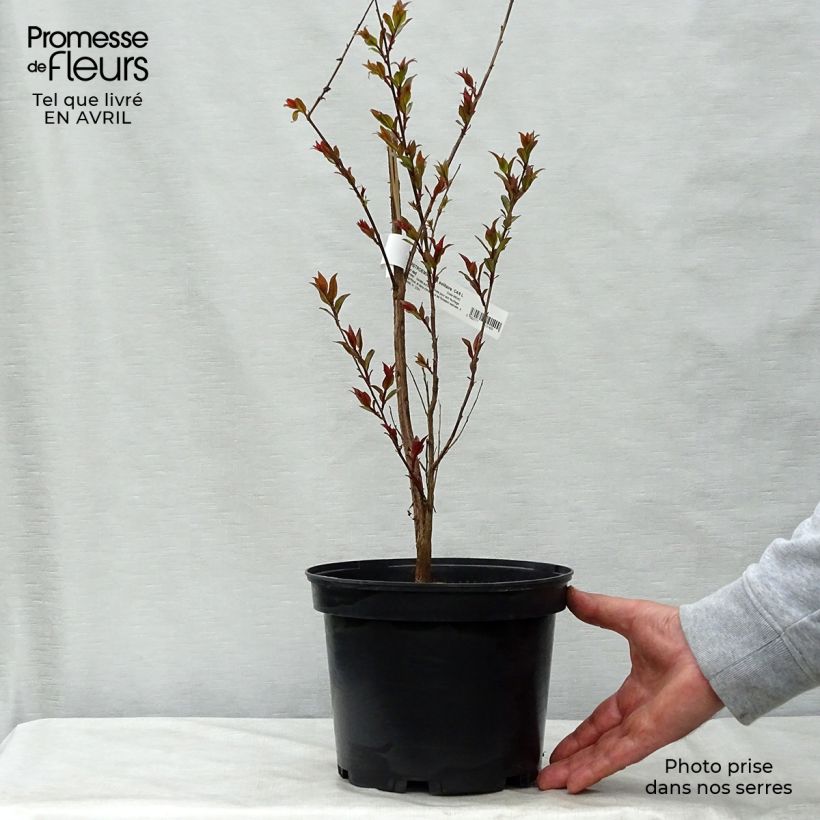 Example of Lagerstroemia indica Black Solitaire (Black Diamond) Crimson Red - Lilas des Indes Pot de 3L/4L as you get in printemps