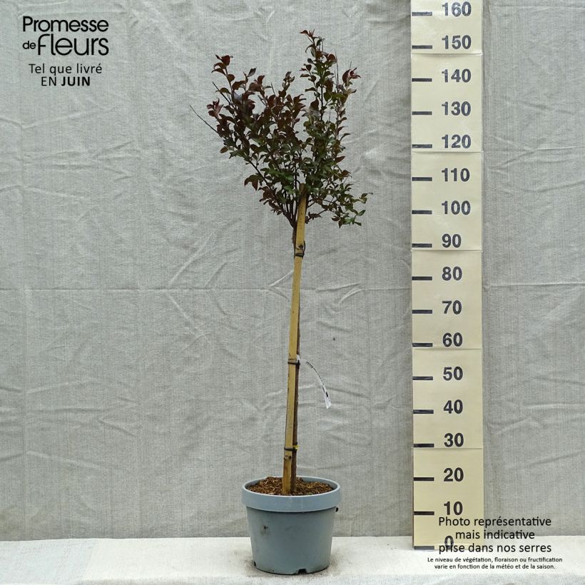 Spécimen de Lagerstroemia indica Black Solitaire (Black Diamond) Shell Pink - Lilas des Indes Pot de 7,5L/10L, Demi-Tige tel que livré au printemps