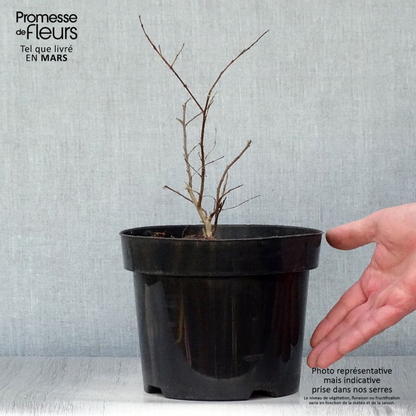 Example of Lagerstroemia indica Coral Magic - Lilas des Indes Pot de 2L/3L as you get in printemps