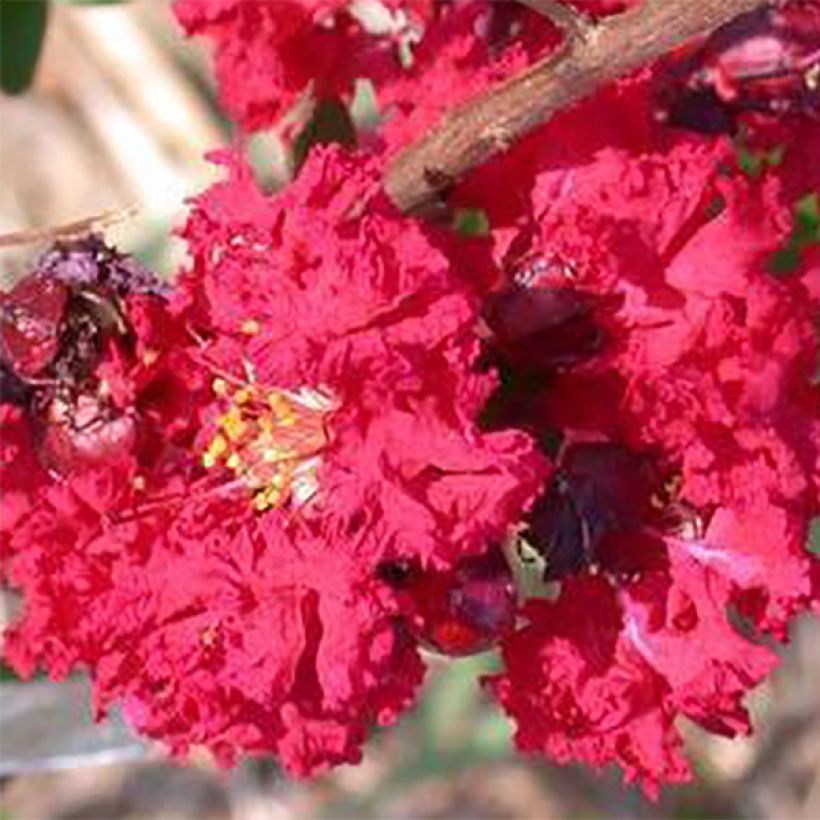 Lagerstroemia indica Dynamite  - Lilas des Indes (Flowering)