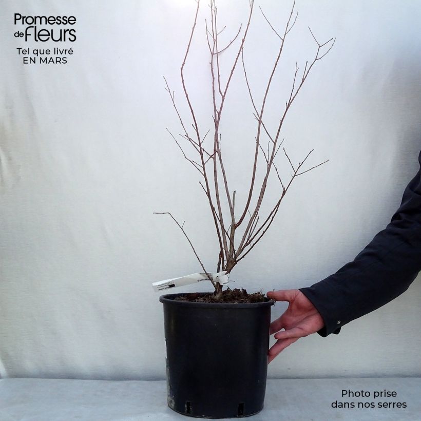 Example of Lagerstroemia indica Dynamite  - Lilas des Indes Pot de 7,5L/10L as you get in printemps