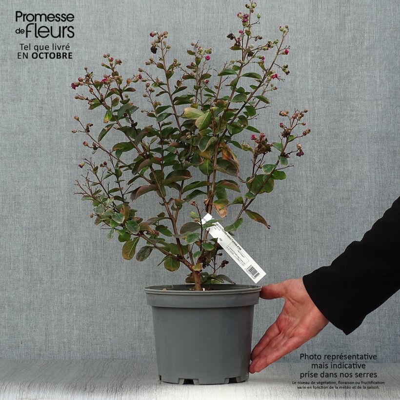 Spécimen de Lagerstroemia indica Fuchsia d'Eté - Lilas des Indes Pot de 4L/5L, Buisson tel que livré en automne