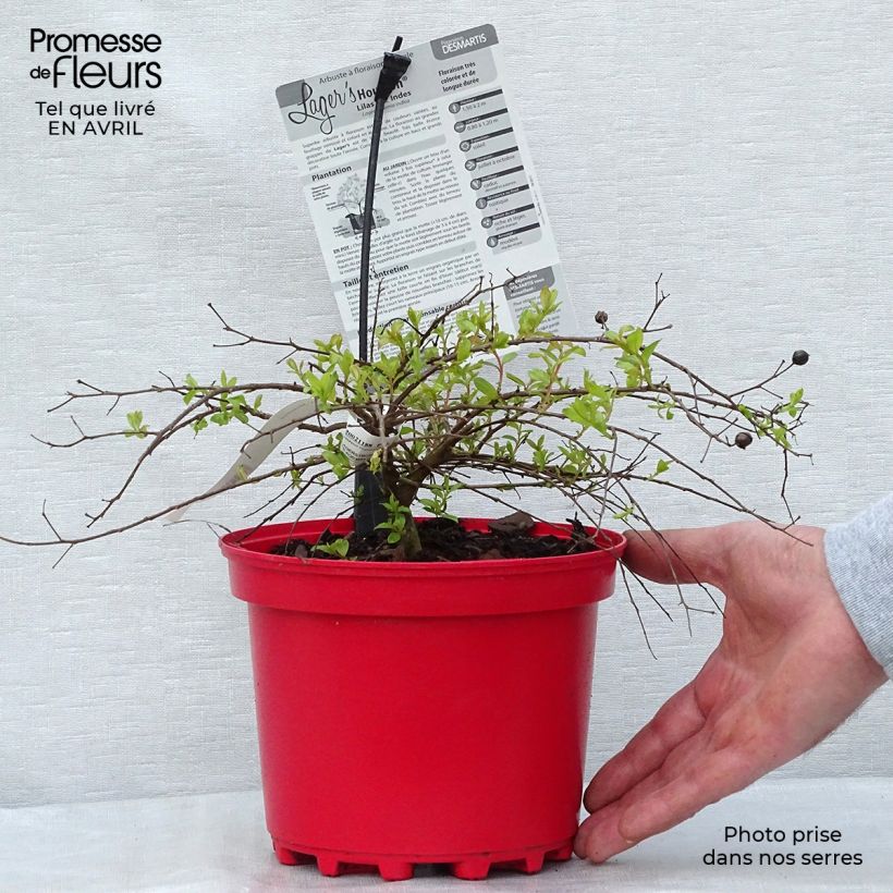 Example of Lagerstroemia indica Houston - Lilas des Indes Pot de 3L/4L as you get in printemps