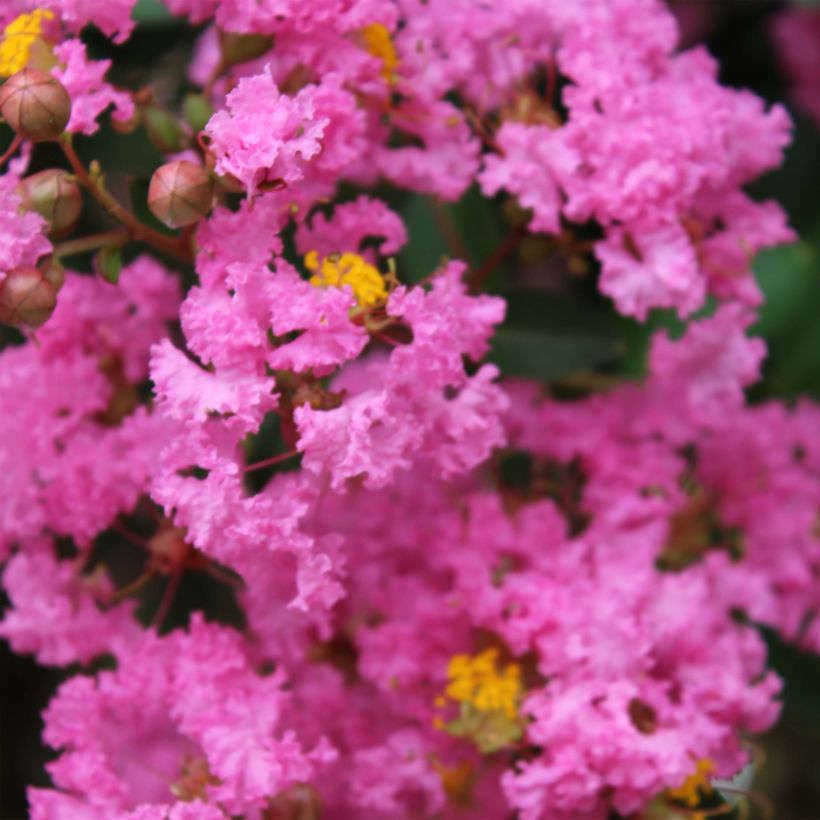 Lagerstroemia indica Jacqueline Desmartis - Lilas des Indes (Flowering)