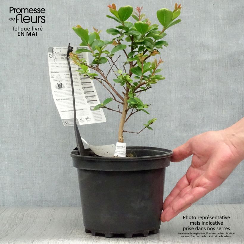 Example of Lagerstroemia indica Jacqueline Desmartis - Lilas des Indes Pot de 3L/4L as you get in printemps