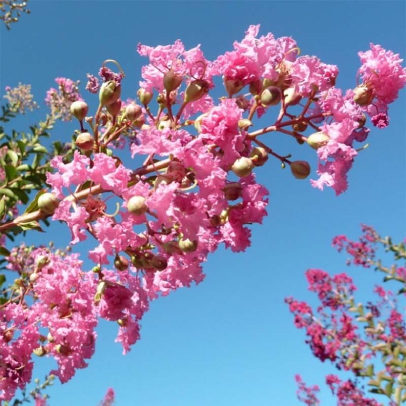 Lagerstroemia indica Monbazillac - Lilas des Indes																								 (Flowering)