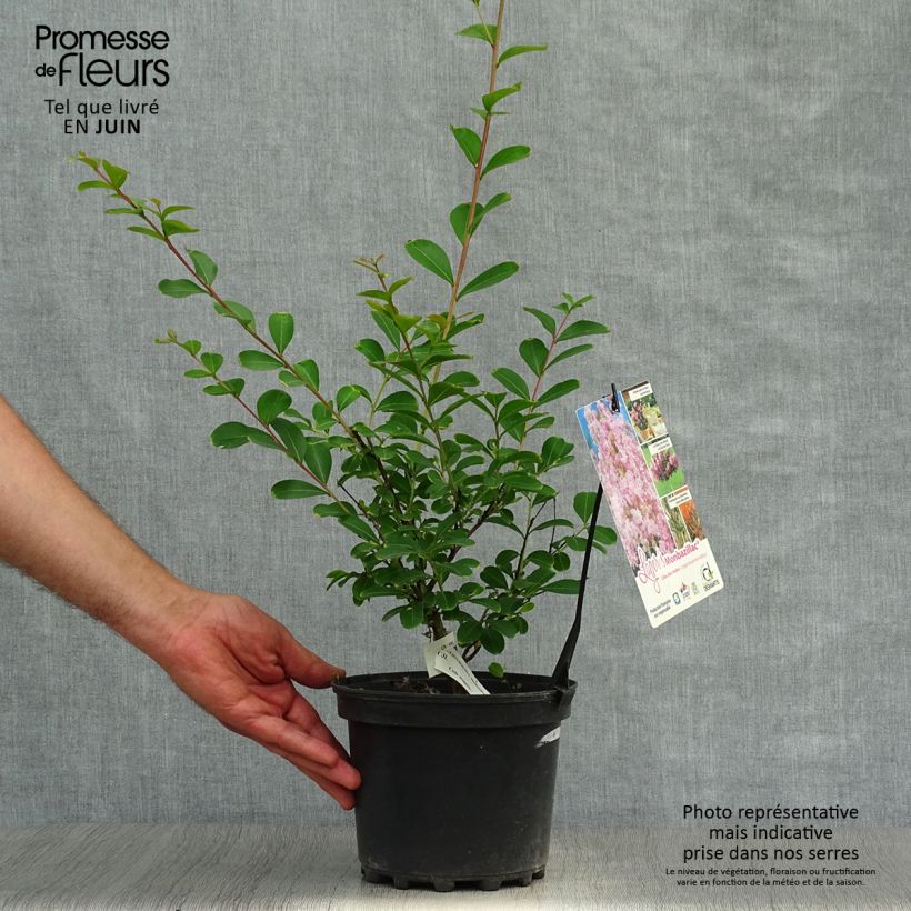 Spécimen de Lagerstroemia indica Monbazillac - Lilas des Indes																								 Pot de 3L/4L, Buisson, Touffe tel que livré en été