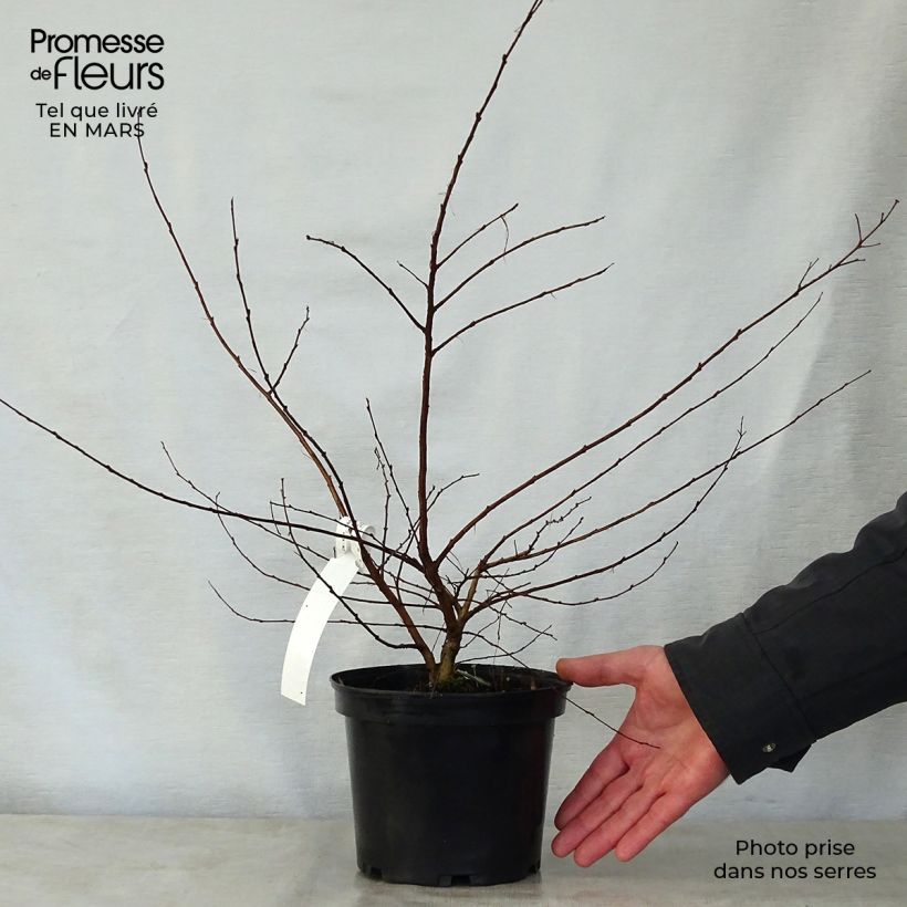 Example of Lagerstroemia indica Petite Canaille mauve - Lilas des Indes mauve Pot de 3L/4L as you get in printemps