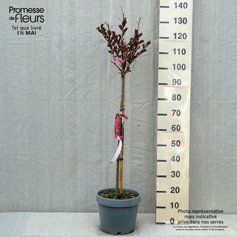 Example of Lagerstroemia indica Pink Velours - Lilas des Indes Pot de 7,5L/10L, Demi-Tige as you get in printemps