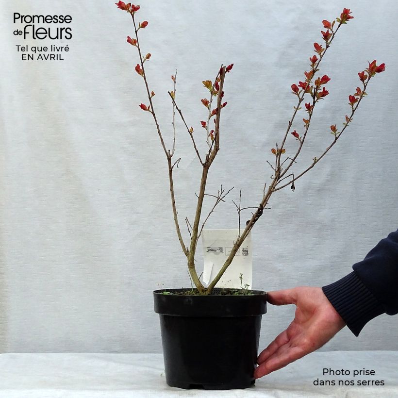 Example of Lagerstroemia indica Pink Velours - Lilas des Indes Pot de 3L/4L as you get in printemps