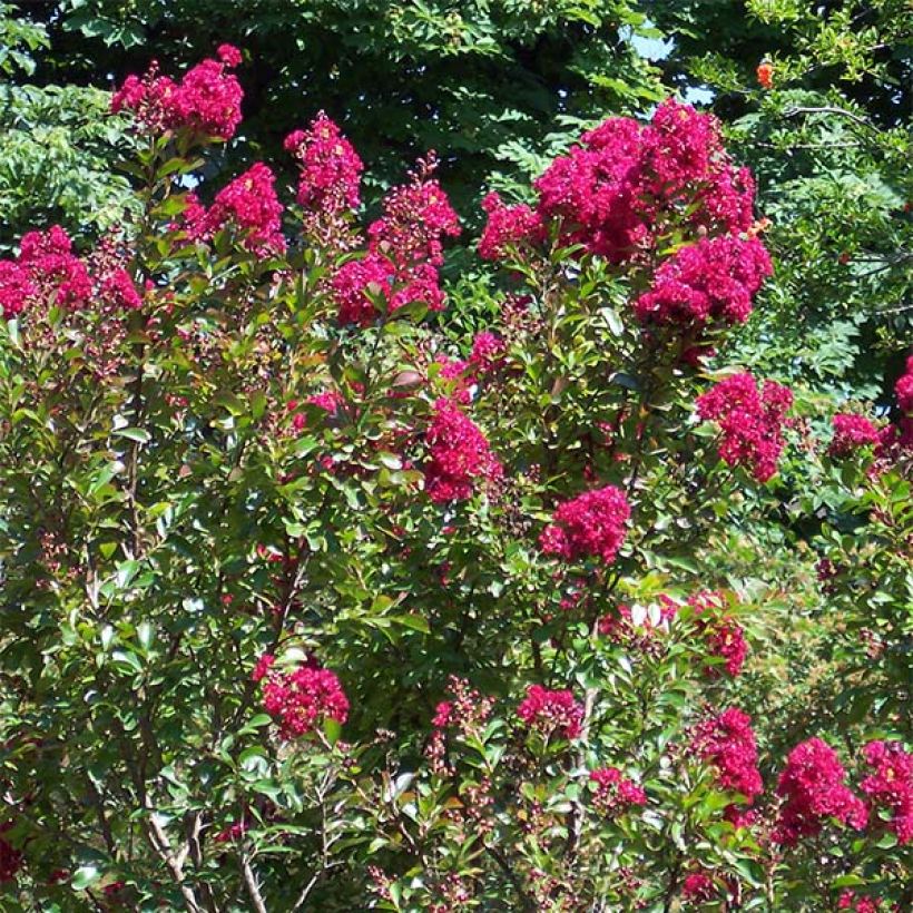 Lagerstroemia indica Red imperator - Lilas des Indes (Plant habit)