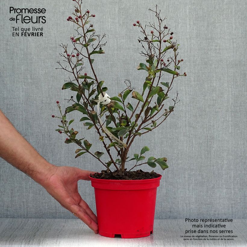 Spécimen de Lagerstroemia indica Red imperator - Lilas des Indes Pot de 3L/4L, Buisson tel que livré en automne