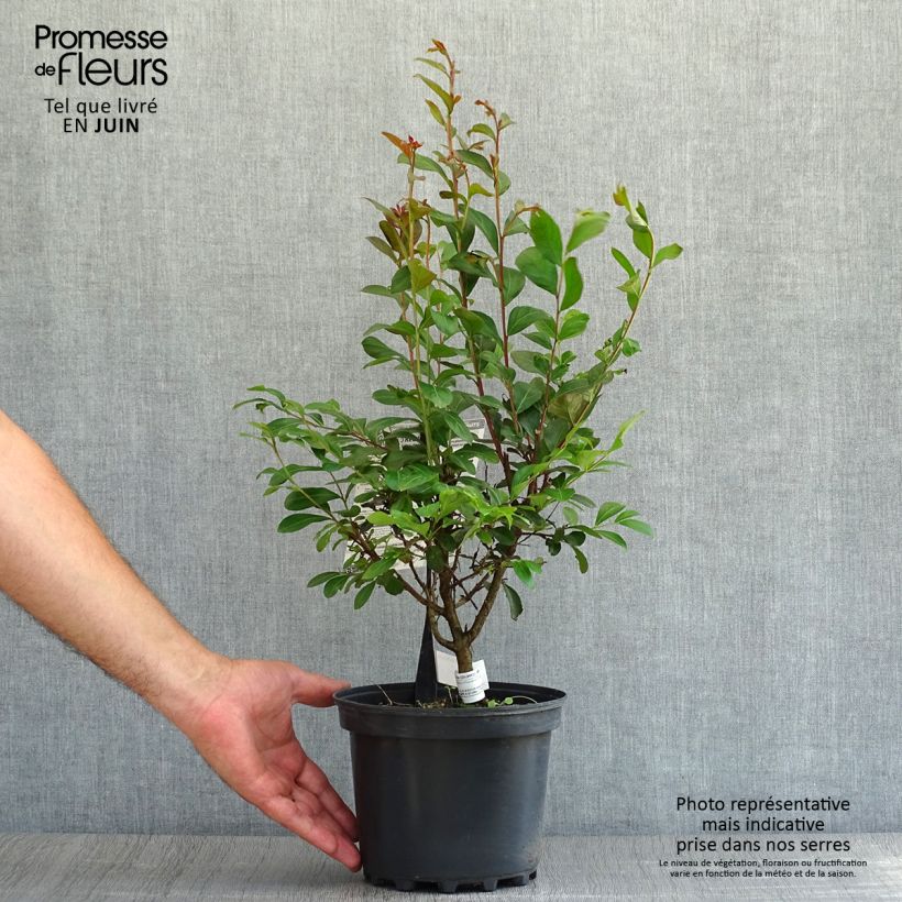 Spécimen de Lagerstroemia indica Red imperator - Lilas des Indes Pot de 3L/4L, Buisson, Touffe tel que livré en été