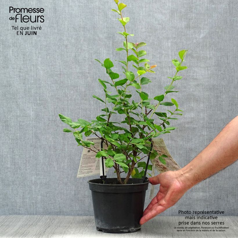 Spécimen de Lagerstroemia indica Rose Fuchsia - Lilas des Indes Pot de 3L/4L, Buisson, Touffe tel que livré en été
