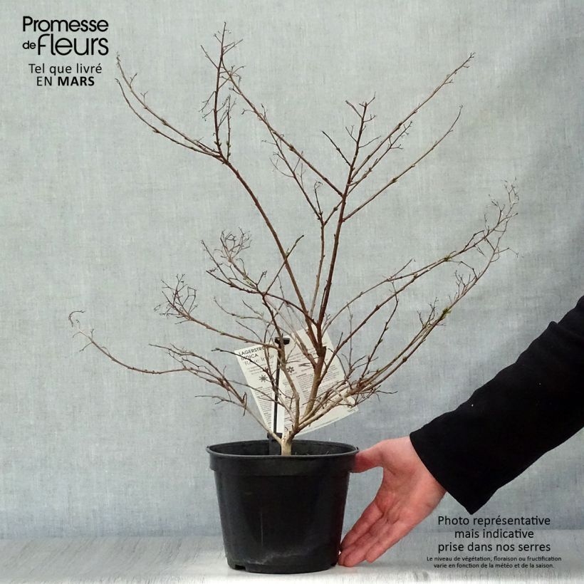 Spécimen de Lagerstroemia indica Rose Indien - Lilas des Indes Pot de 3L/4L tel que livré au printemps