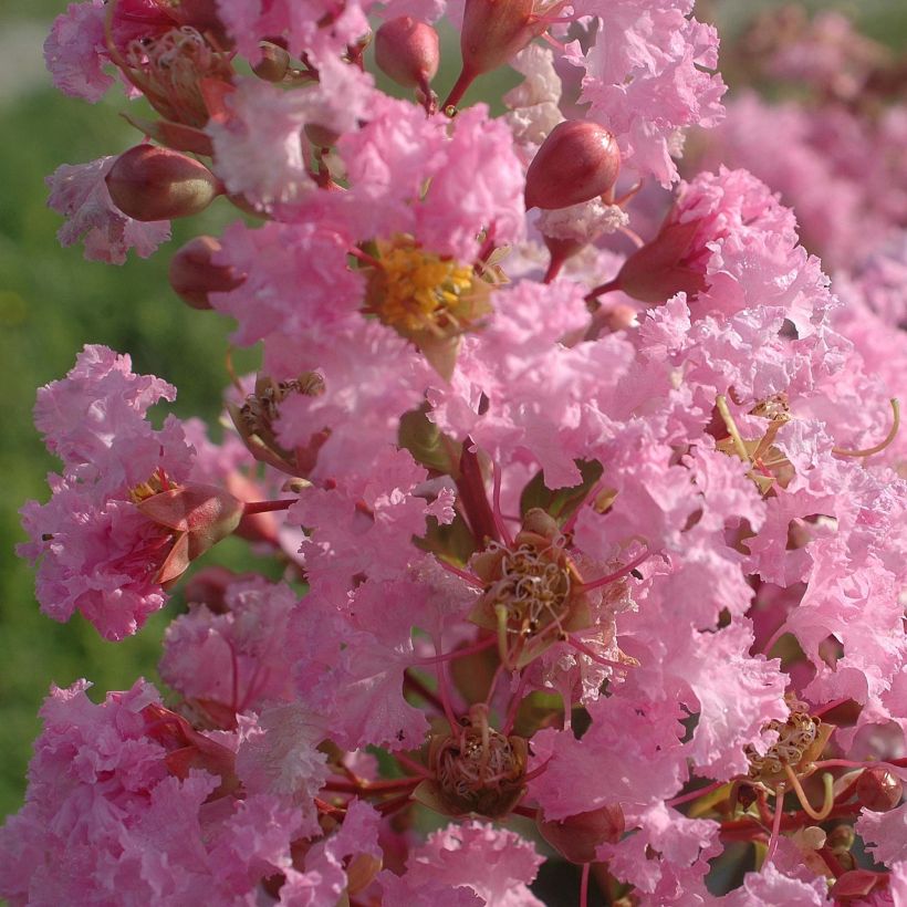 Lagerstroemia indica Rose Thé - Lilas des Indes (Flowering)