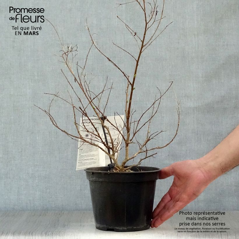 Example of Lagerstroemia indica Rose Thé - Lilas des Indes Pot de 3L/4L as you get in printemps