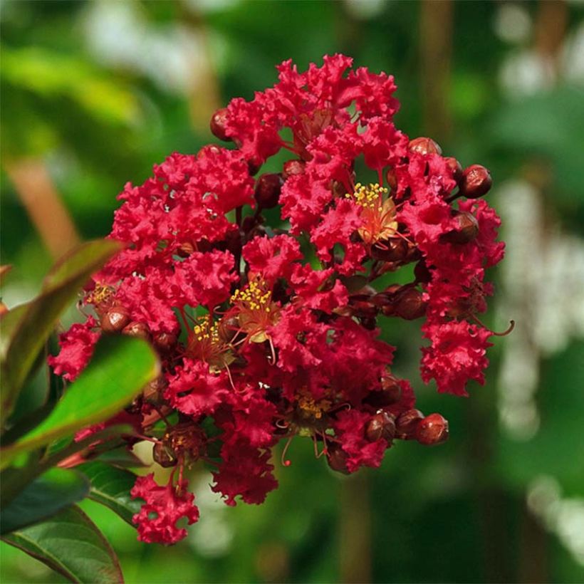Lagerstroemia indica Rouge Nain - Lilas des Indes (Flowering)