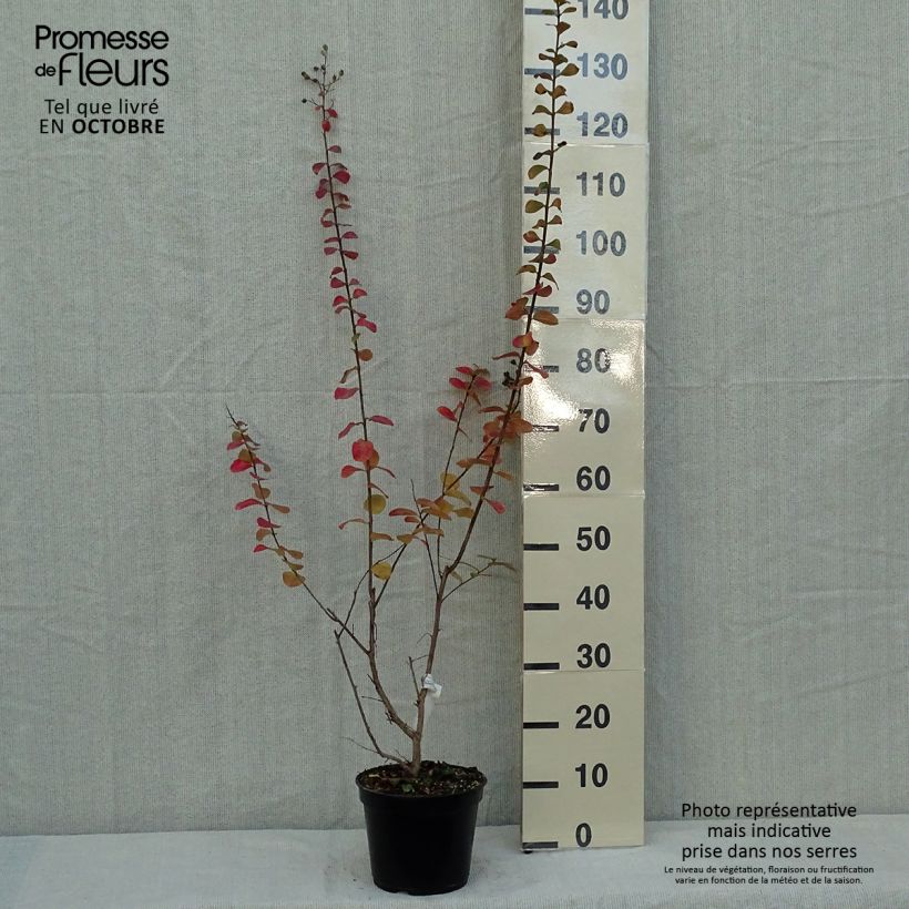 Spécimen de Lagerstroemia indica Rubra - Lilas des Indes Pot de 2L/3L tel que livré en automne