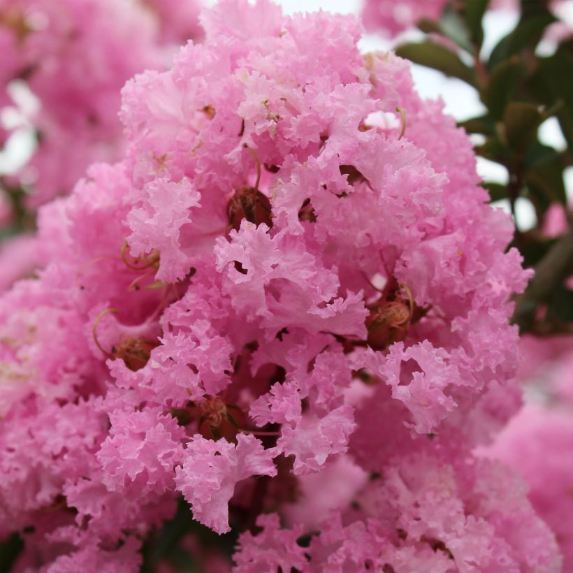 Lagerstroemia indica Soir d'Eté - Lilas des Indes	 (Flowering)