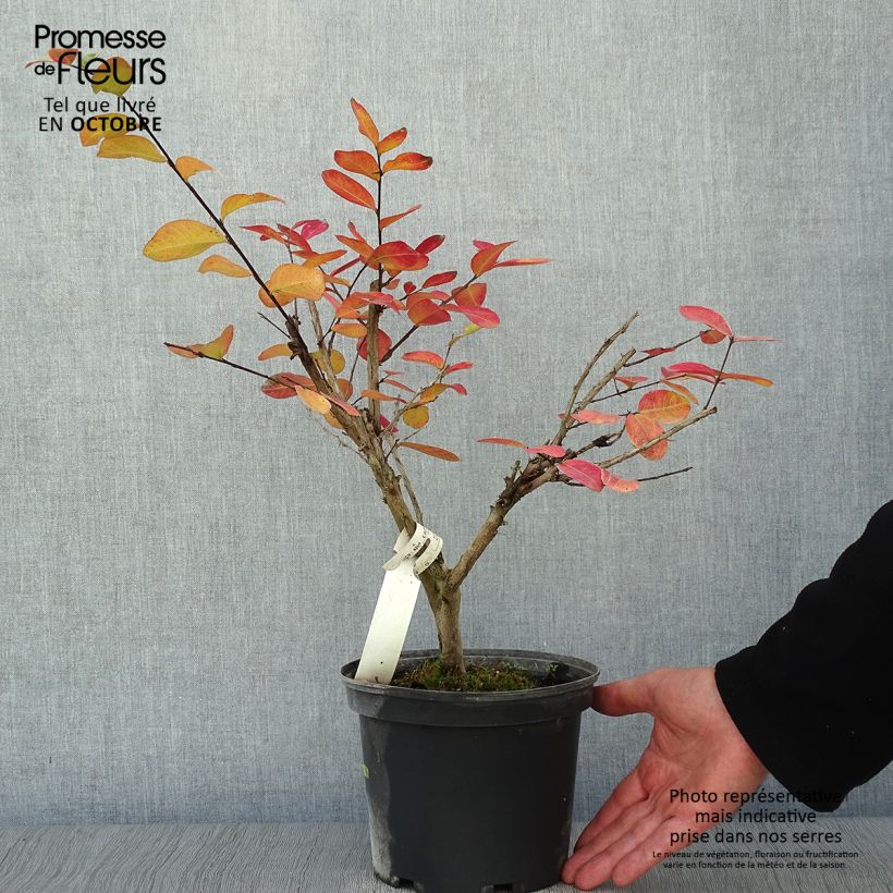 Spécimen de Lagerstroemia indica Souvenir d'André Desmartis - Lilas des Indes	 Pot de 3L/4L tel que livré en automne