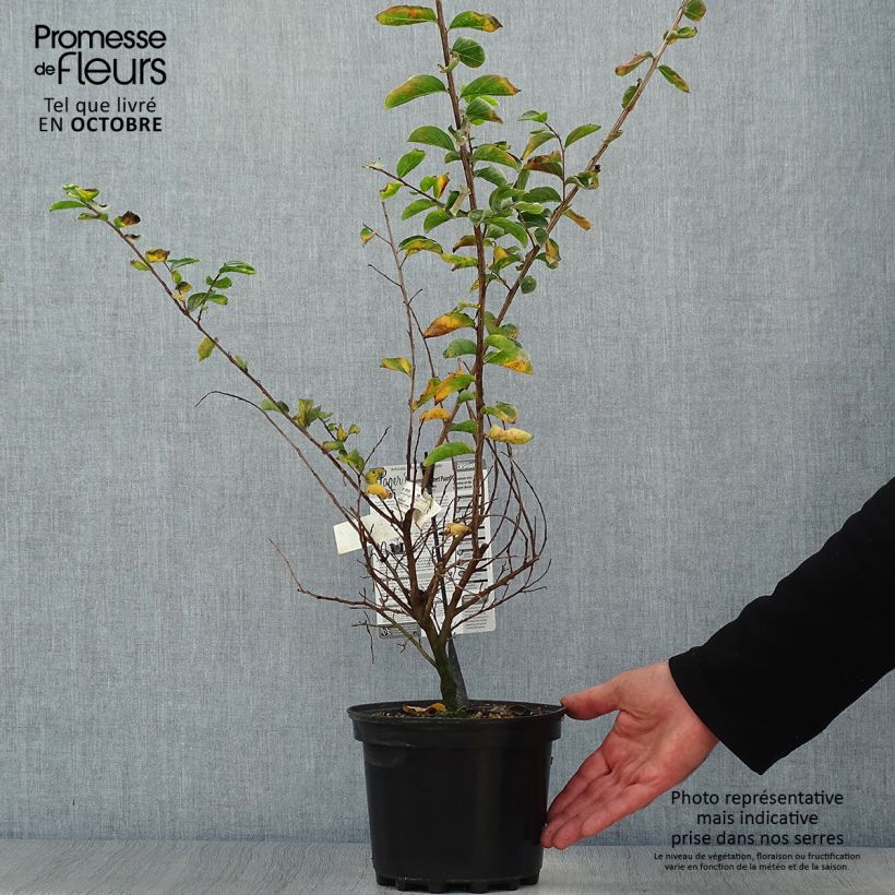 Spécimen de Lagerstroemia indica Souvenir d'Hubert Puard - Lilas des Indes	 Pot de 3L/4L tel que livré en automne