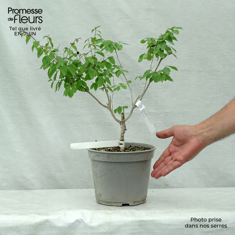 Spécimen de Lagerstroemia indica Summer Beauty Centennial - Lilas des Indes Pot de 3L/4L tel que livré en été