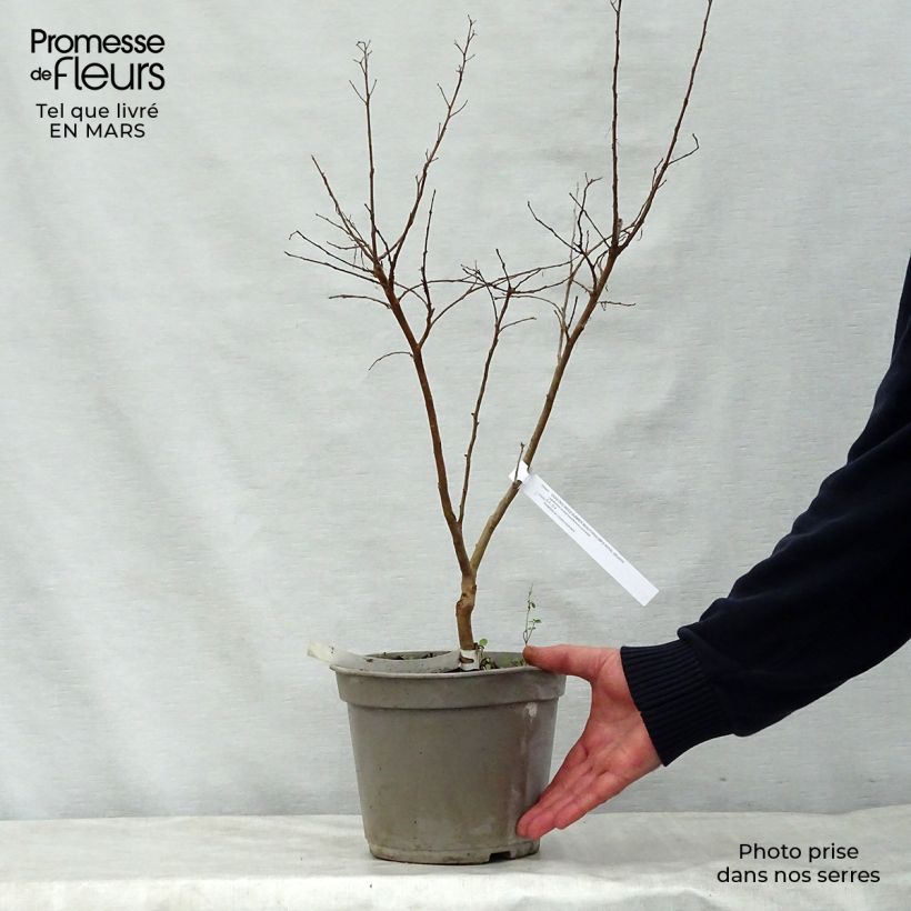 Spécimen de Lagerstroemia indica Summer Beauty Velma's Royal Delight - Lilas des Indes Pot de 3L/4L tel que livré au printemps