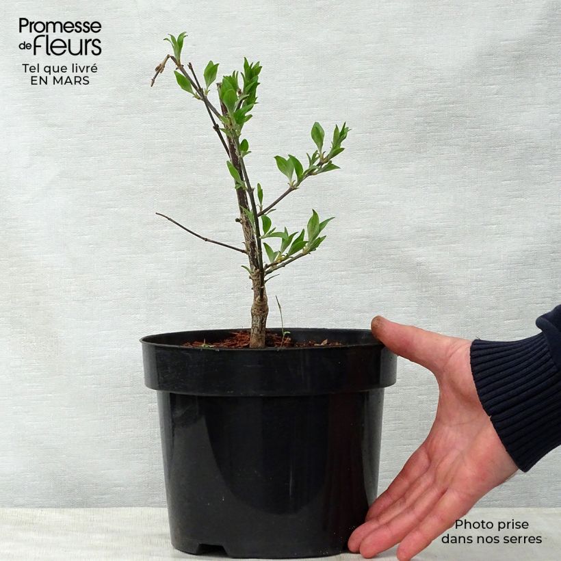 Example of Lagerstroemia indica Summer Beauty Victor - Lilas des Indes Pot de 3L/4L as you get in printemps