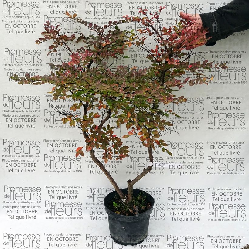Example of Lagerstroemia indica Summer Charm Acoma - Lilas des Indes Pot de 3L/4L as you get