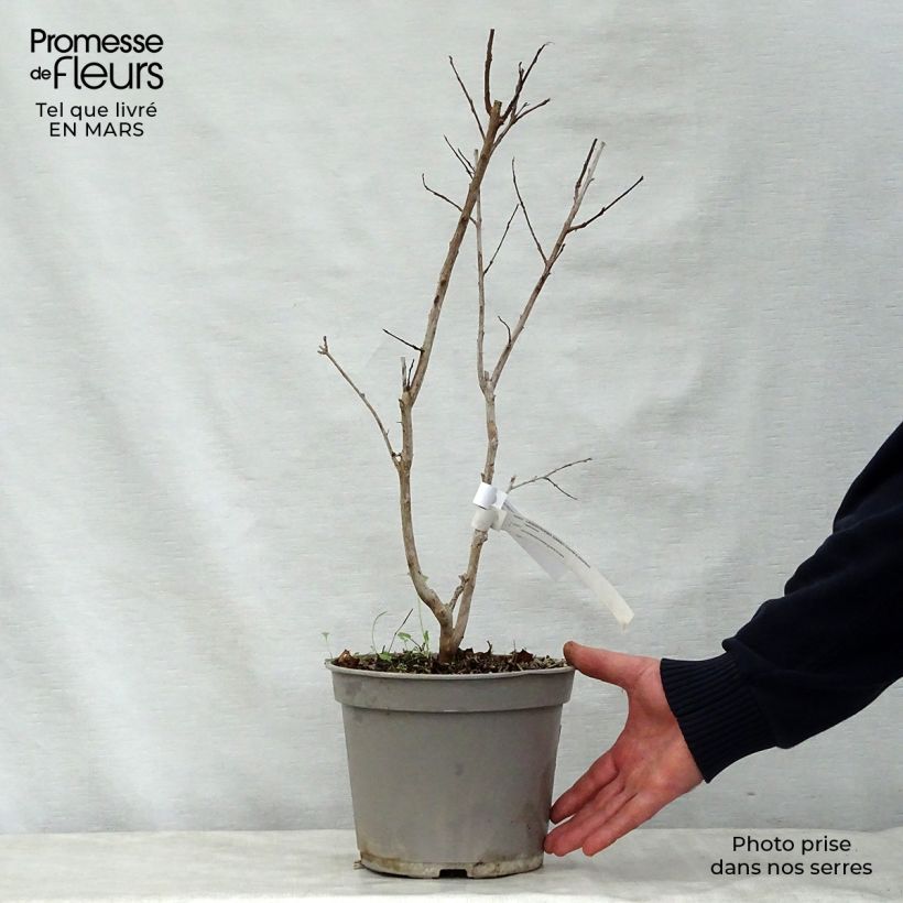 Example of Lagerstroemia indica Summer Charm Arapaho - Lilas des Indes Pot de 3L/4L as you get in printemps