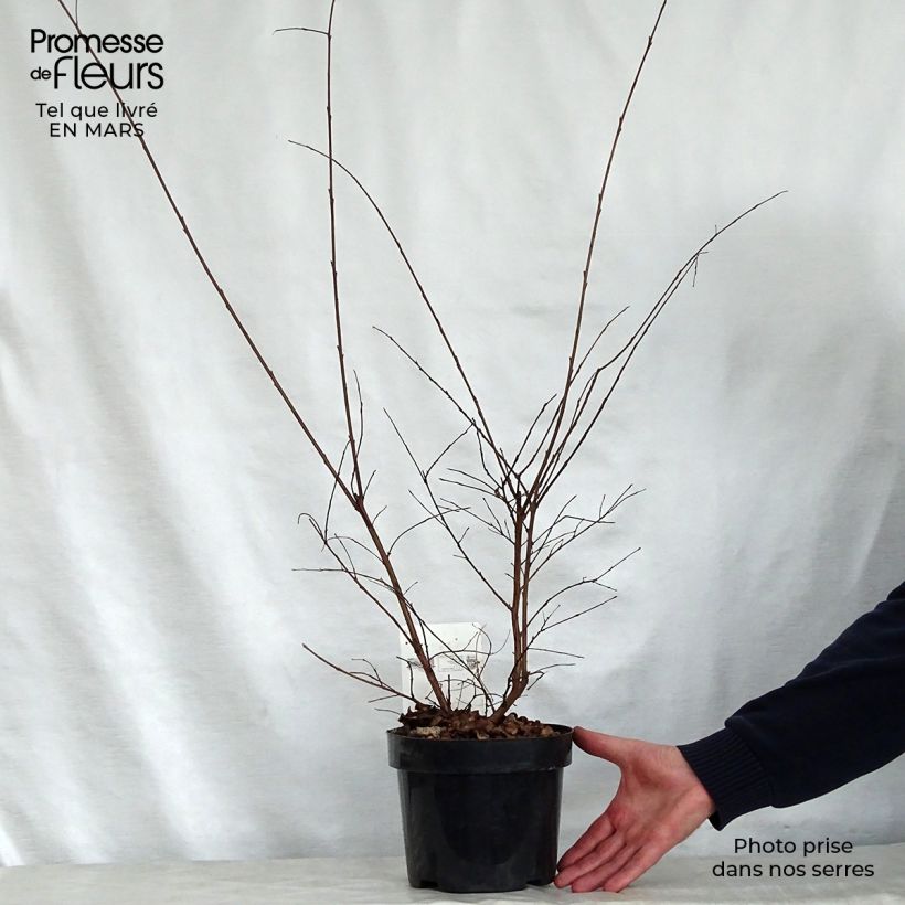 Example of Lagerstroemia indica Summer Charm Tonto - Lilas des Indes  Pot de 3L/4L as you get in printemps