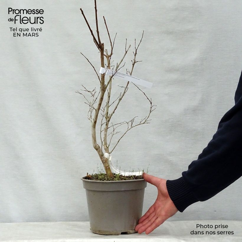 Example of Lagerstroemia indica Summer Charm Tuscarora - Lilas des Indes Pot de 3L/4L as you get in printemps