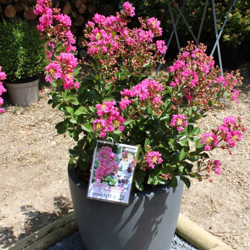 Lagerstroemia indica Terrasse Rose - Lilas des Indes (Flowering)