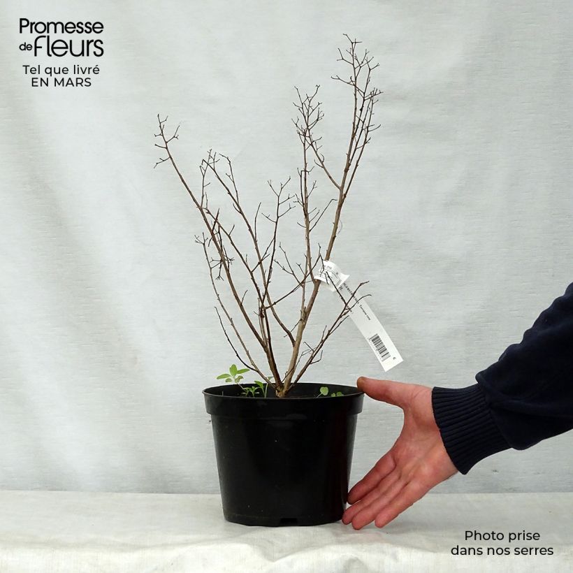 Example of Lagerstroemia indica Terrasse Rose - Lilas des Indes Pot de 3L/4L as you get in printemps