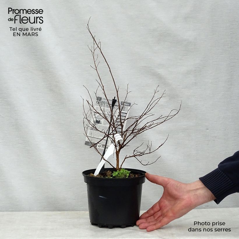 Spécimen de Lagerstroemia indica Terre Chinoise - Lilas des Indes	 Pot de 3L/4L tel que livré au printemps