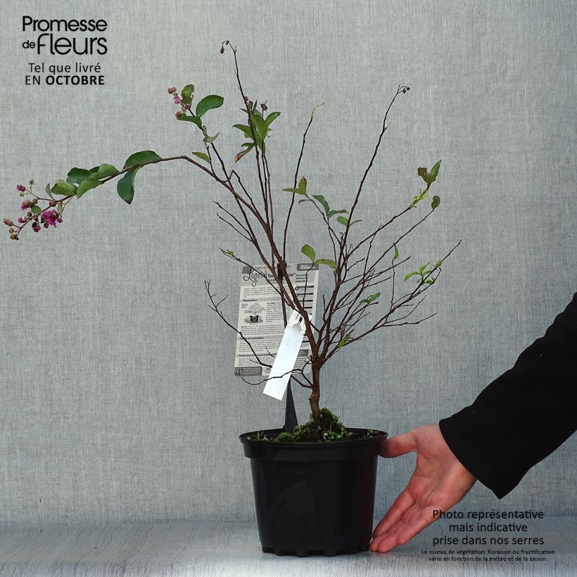 Spécimen de Lagerstroemia indica Terre Chinoise - Lilas des Indes	 Pot de 3L/4L tel que livré en automne