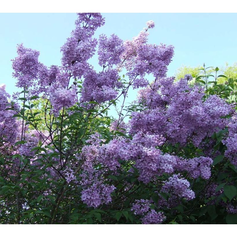 Lagerstroemia indica Violacea - Lilas des Indes (Flowering)