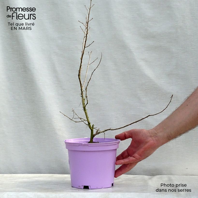 Example of Lagerstroemia indica Violacea - Lilas des Indes Pot de 2L/3L as you get in printemps