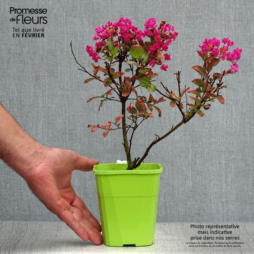 Spécimen de Lagerstroemia indica With Love Kiss Milarosso - Lilas des Indes Pot de 3L/4L tel que livré en automne