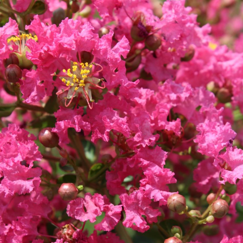 Lagerstroemia indica Yang Tse - Lilas des Indes	 (Flowering)