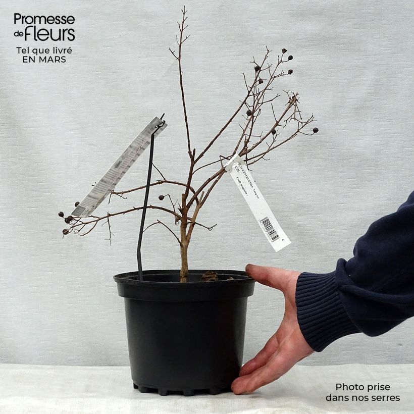 Example of Lagerstroemia indica Yang Tse - Lilas des Indes	 Pot de 3L/4L as you get in printemps