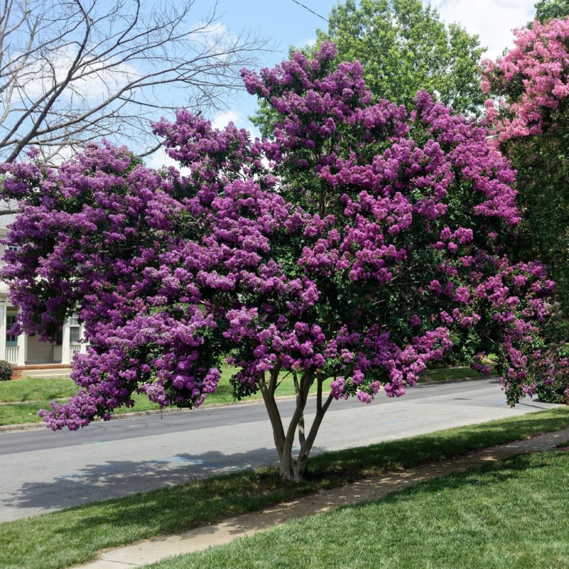 Lagerstroemia indica Violacea - Lilas des Indes (Plant habit)