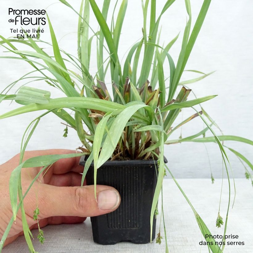 Example of Laîche Bunny Blue Godet de 8/9 cm as you get in printemps