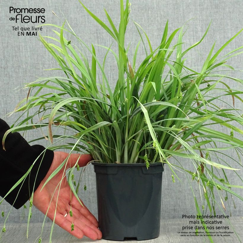 Example of Laîche Bunny Blue Pot de 2L/3L as you get in printemps